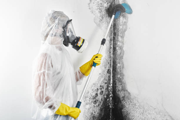 Best Emergency Mold Remediation  in Lacey, WA