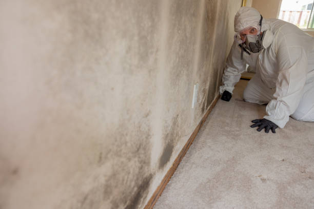 Best Water Damage & Mold Remediation  in Lacey, WA